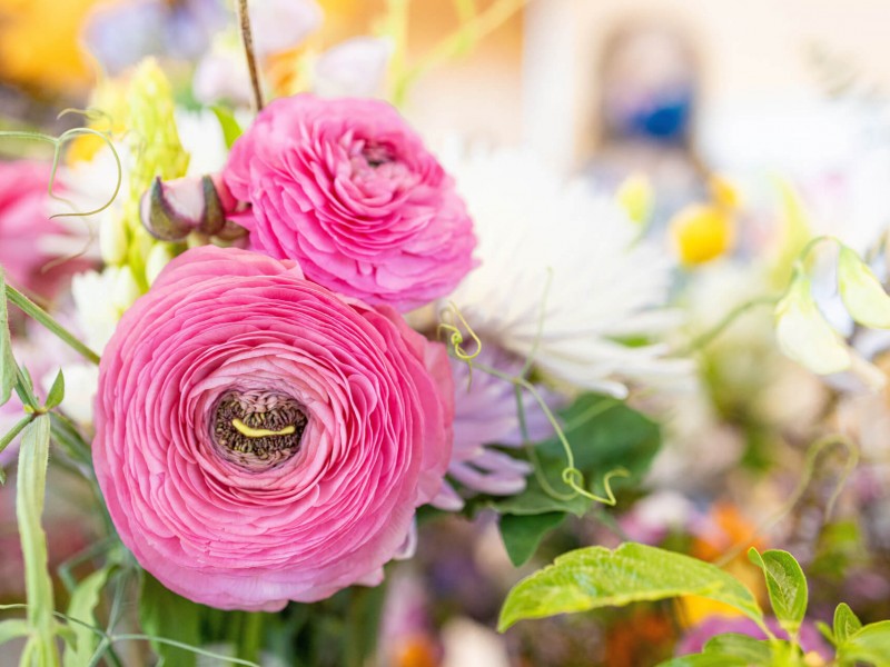 ranonkels roze